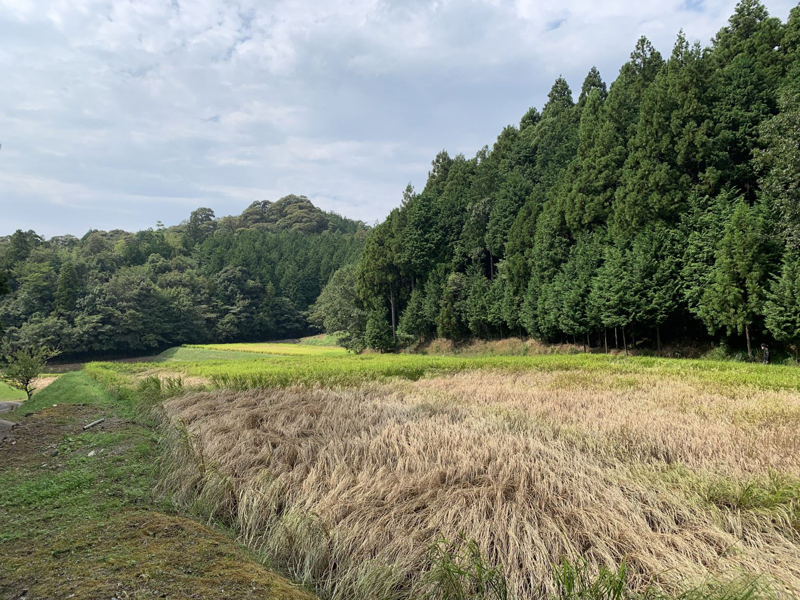 ウンカの被害を受けた稲穂の写真画像1